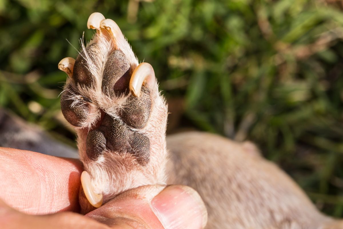 Chihuahua dog paw and nails