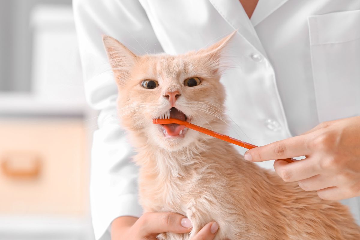 Oral health of a cat