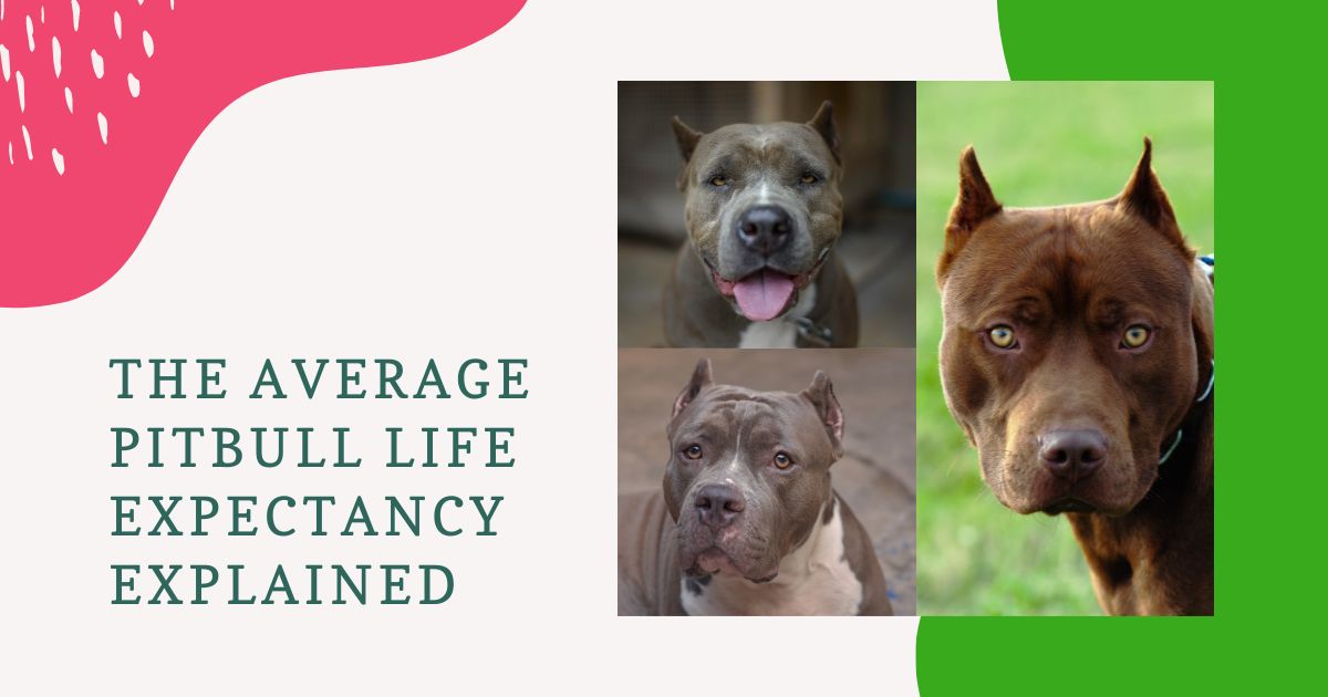pitbull life expectancy