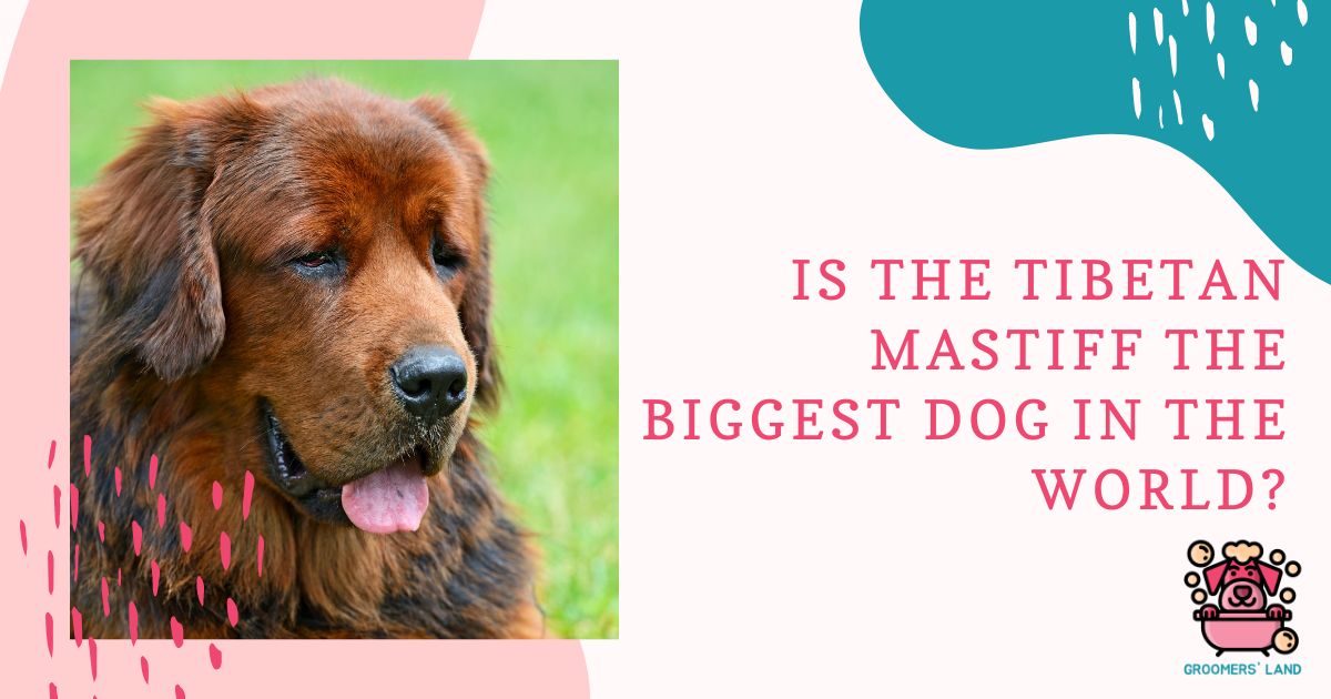 Tibetan Mastiff the Biggest Dog in the World