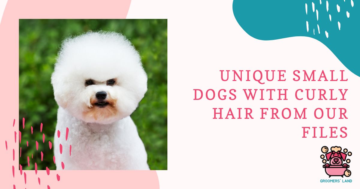small dogs with curly hair
