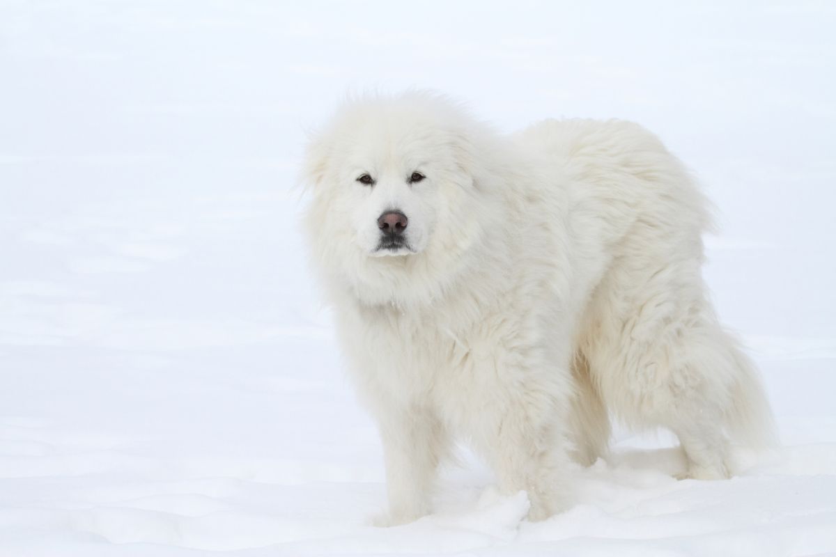 White Great Pyrenees