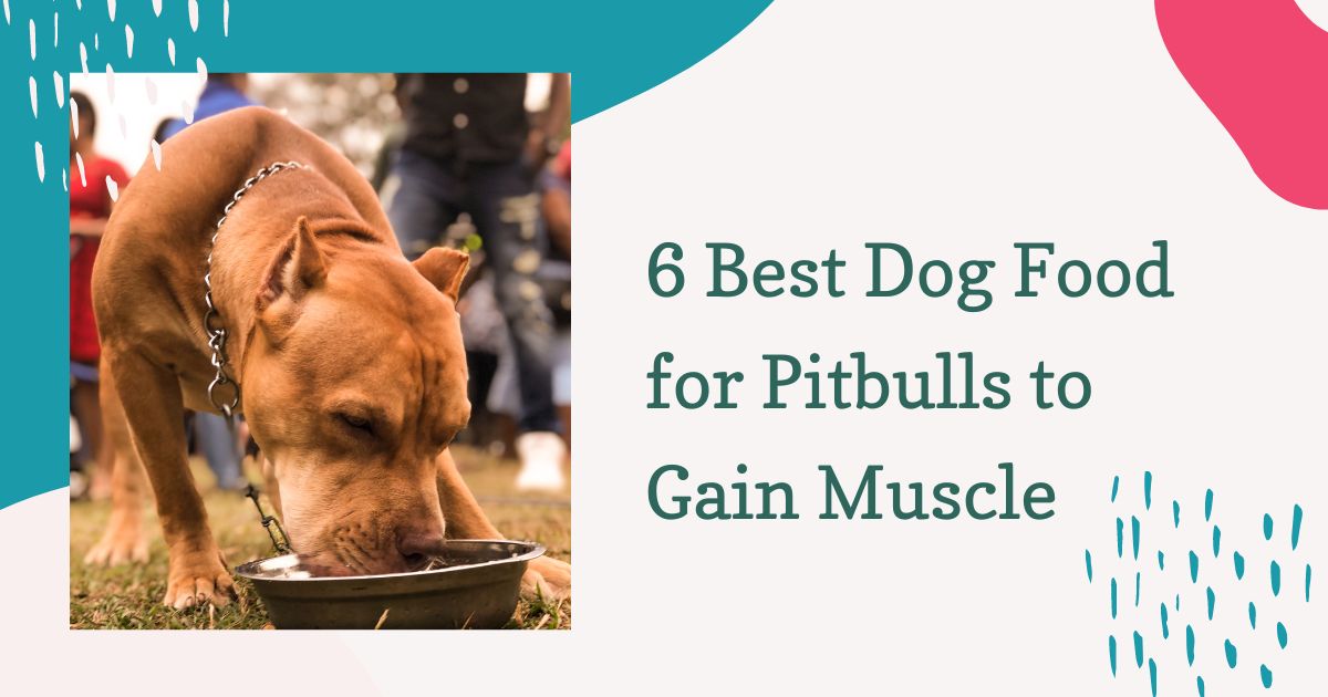 best dog food for pitbulls to gain muscle