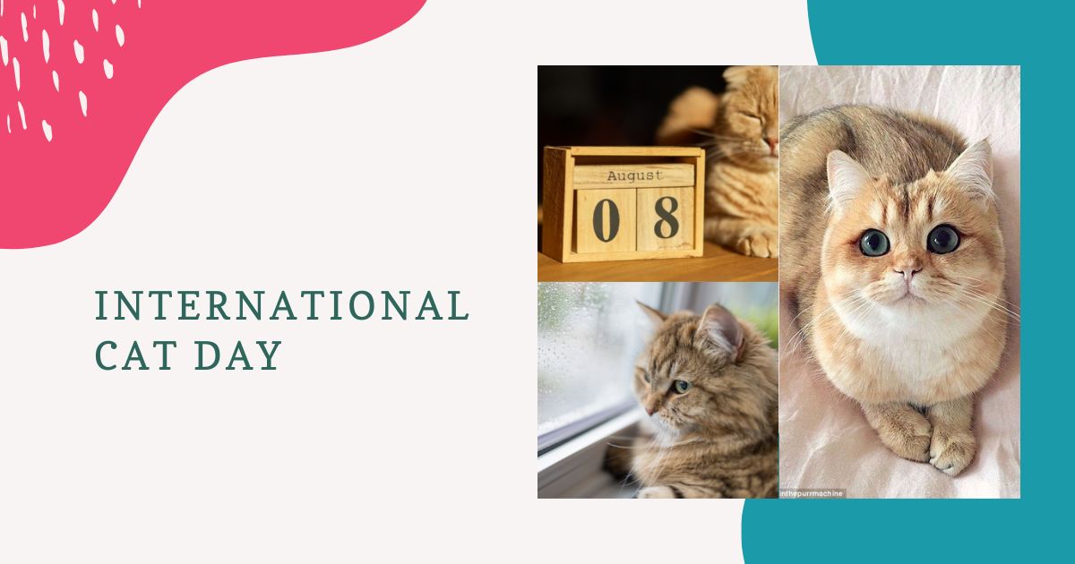 international cat day