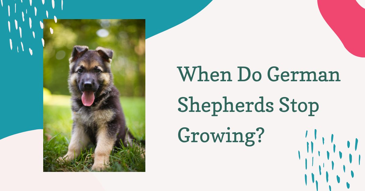 when do german shepherds stop growing