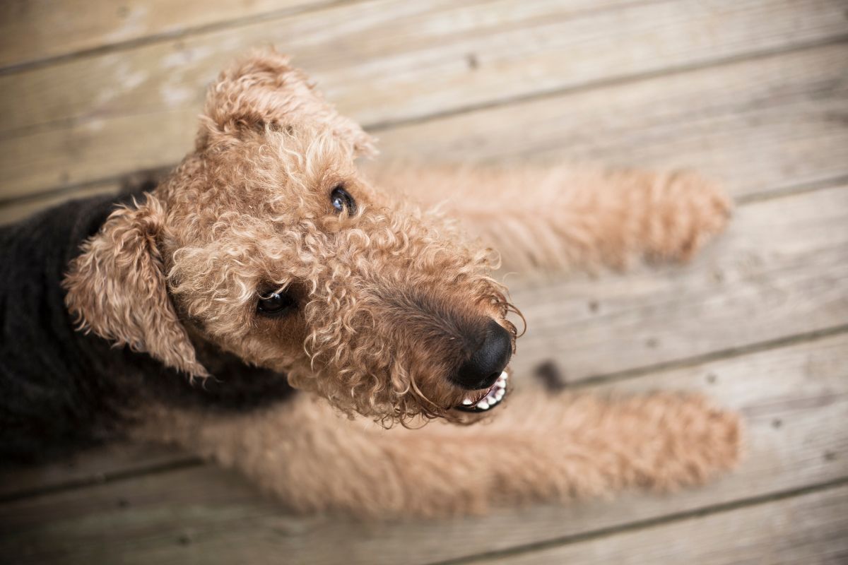Airedale dog lying on the floor