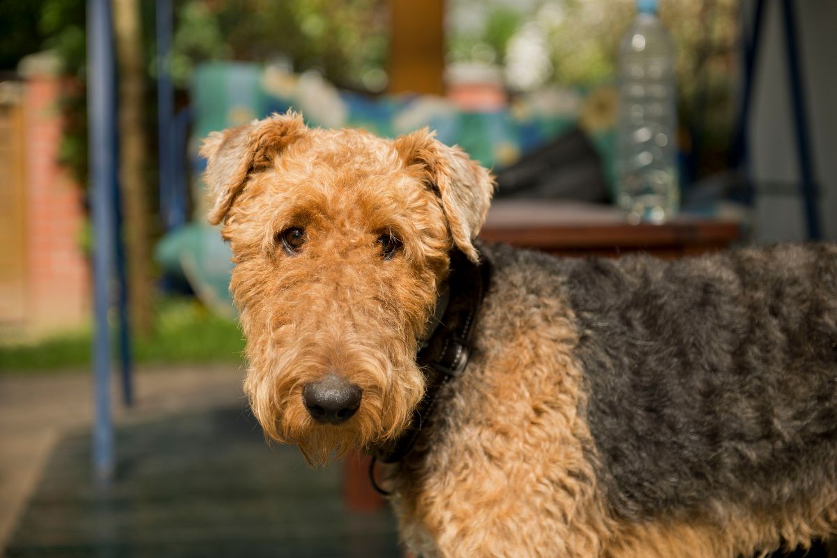 Airedale dog