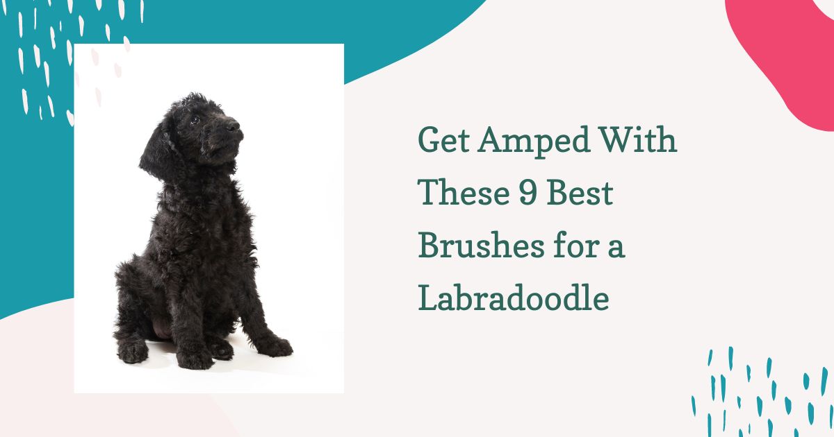 Get Amped With These 9 Best Brushes for a Labradoodle