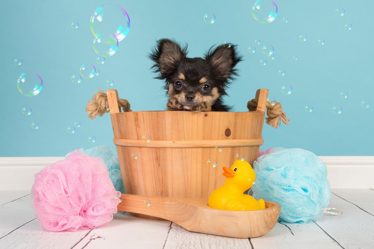 Black chihuahua puppy in a bucket