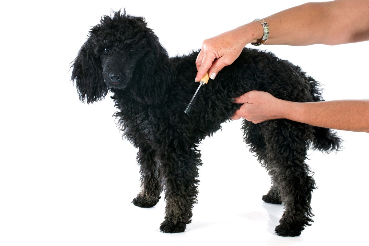 Brushing Black Labradoodle Puppy