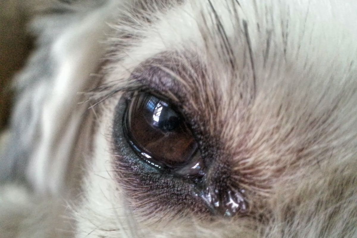 Dog eye and eyelashes