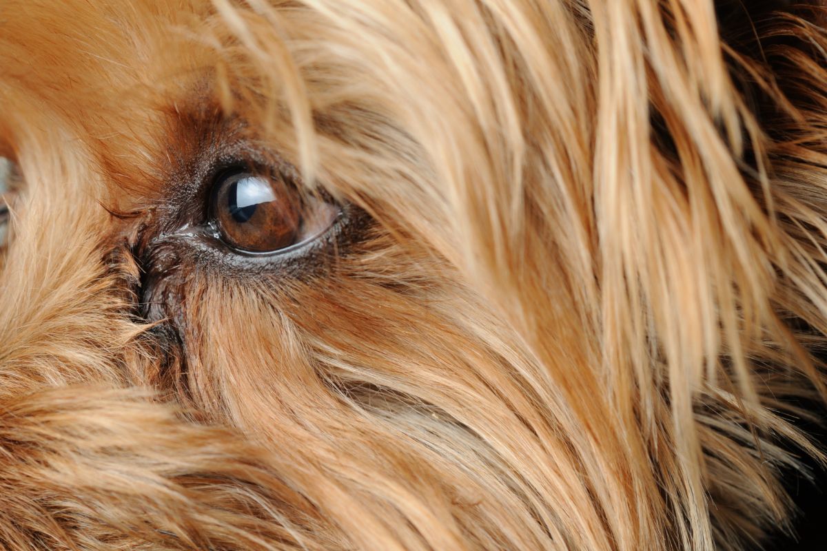 Yorkshire Terrier eye