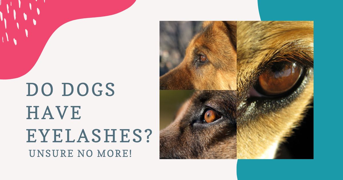do dogs have eyelashes