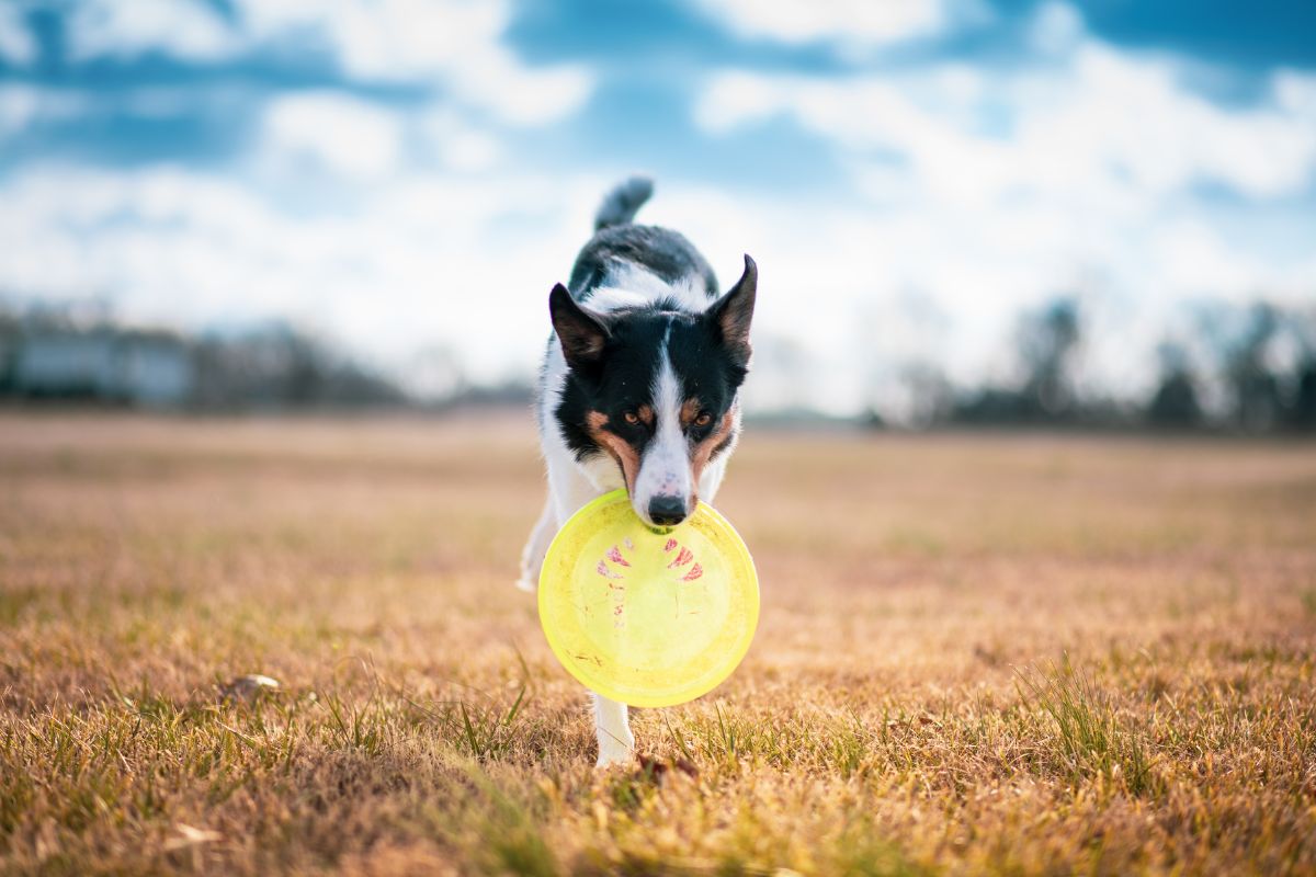 A dog with a frisbee