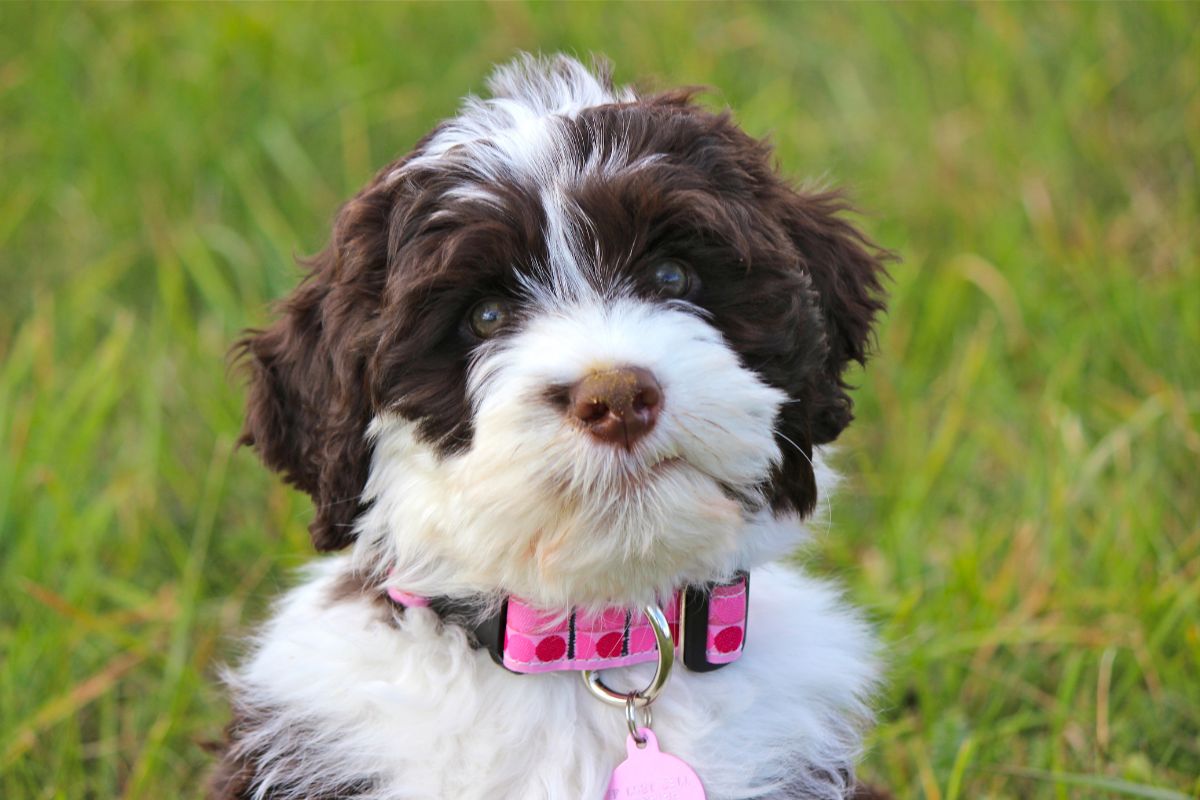 Cute dog with pink collar