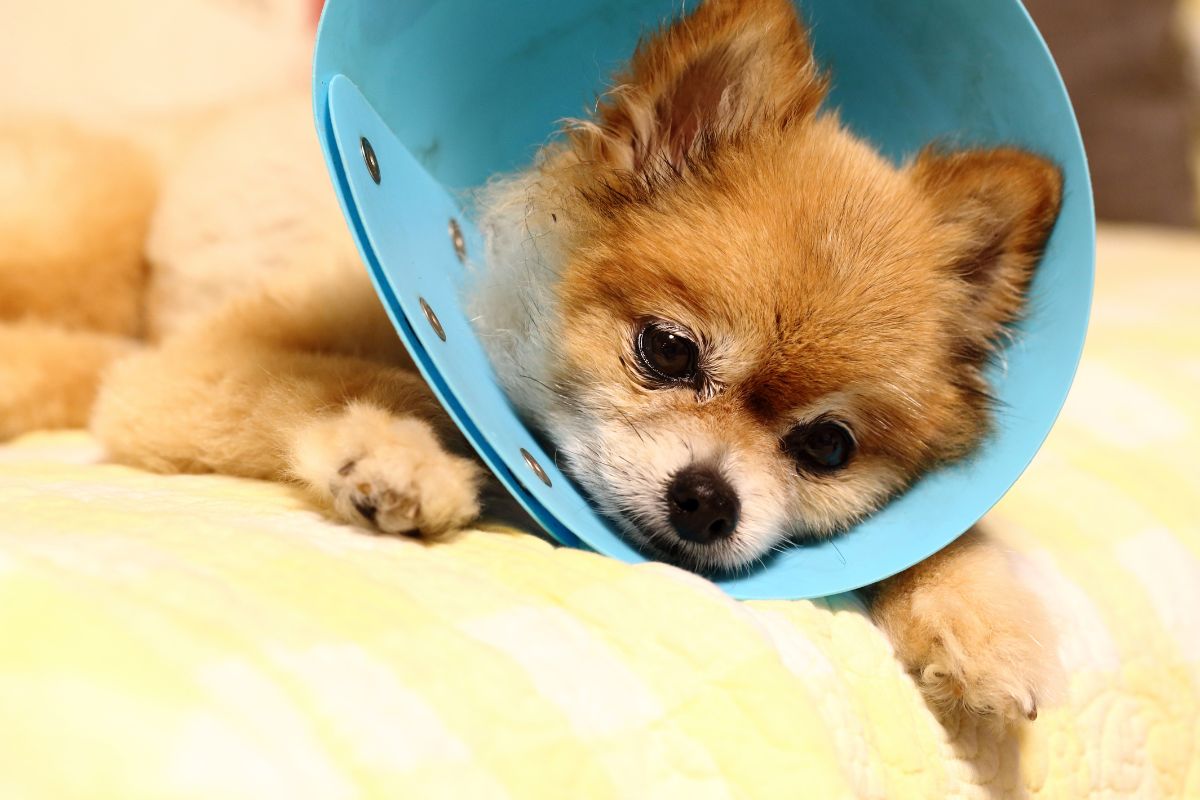 Dog after surgery