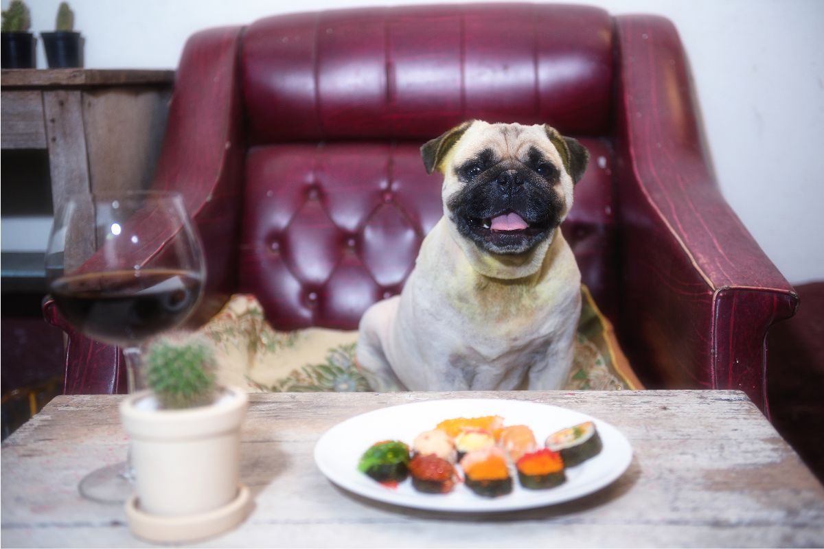 Dog eating sushi