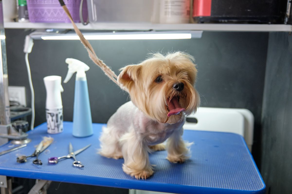 Dog on the grooming table and shears