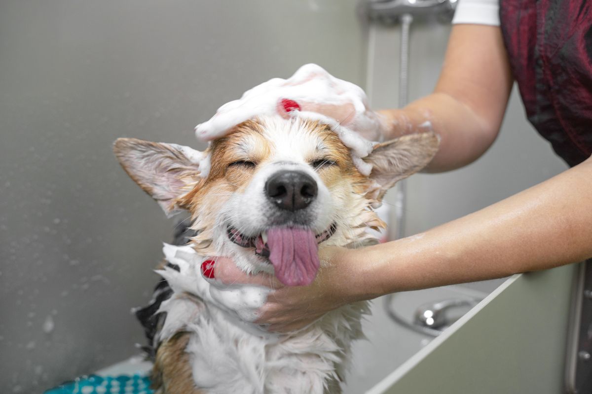 Dog showering with shampoo