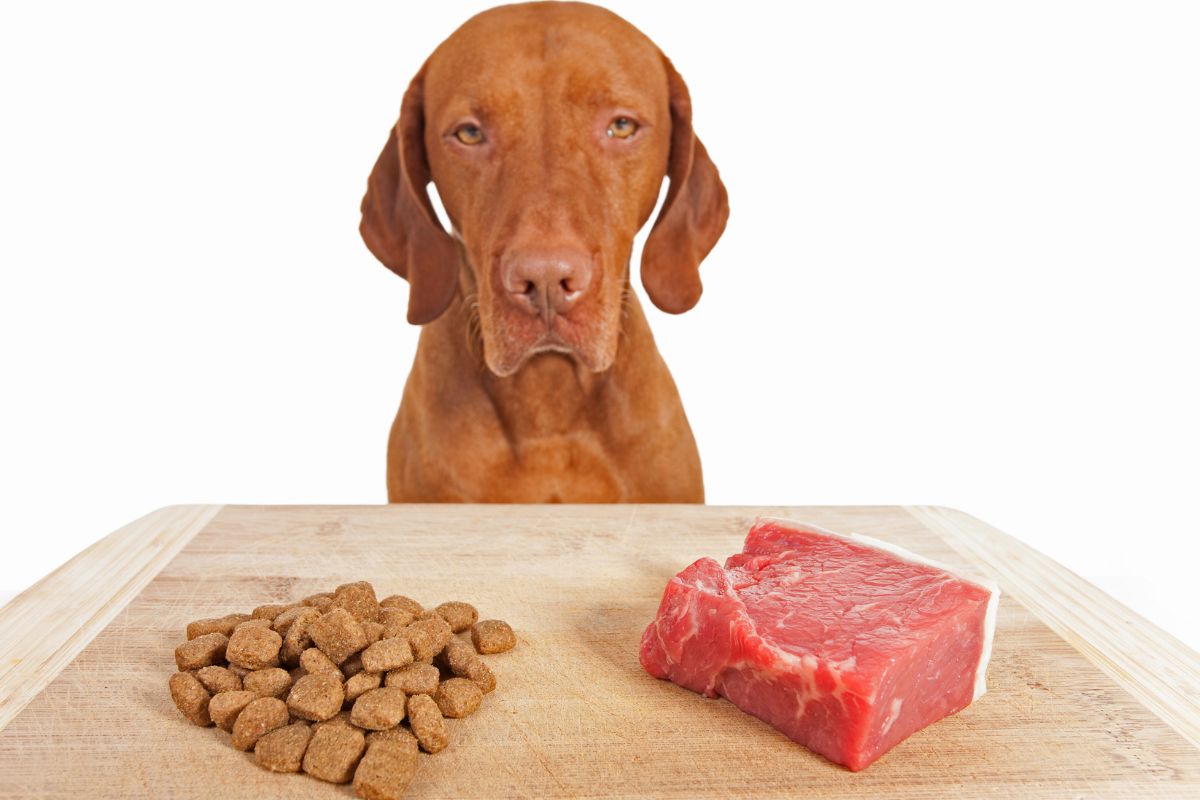Dog with food and meat