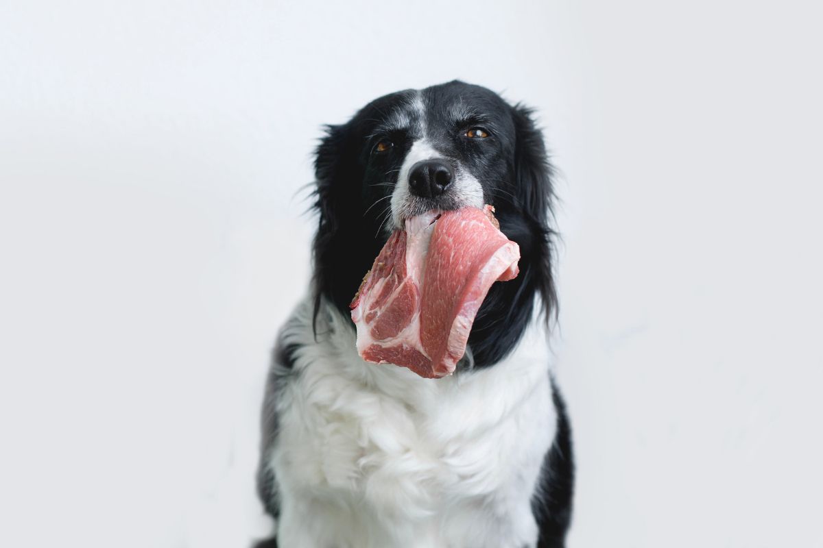 Dog with raw meat