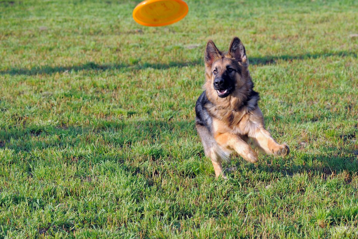 German shepherd with a frisbee