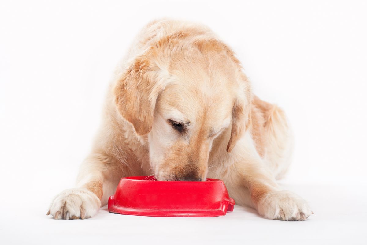 Golden retriever puppy eating dog food