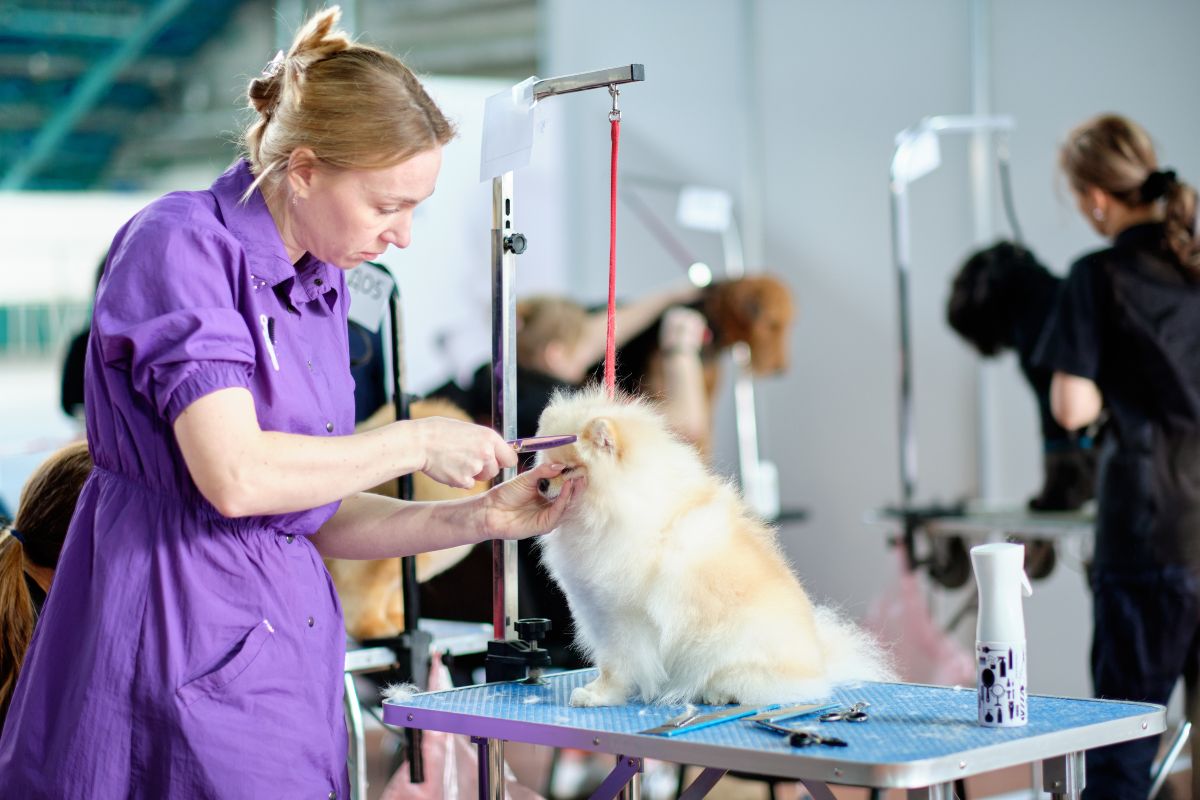 Pomeranian dog on a grooming table