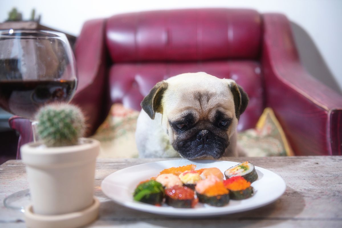 Pug dog eating sushi
