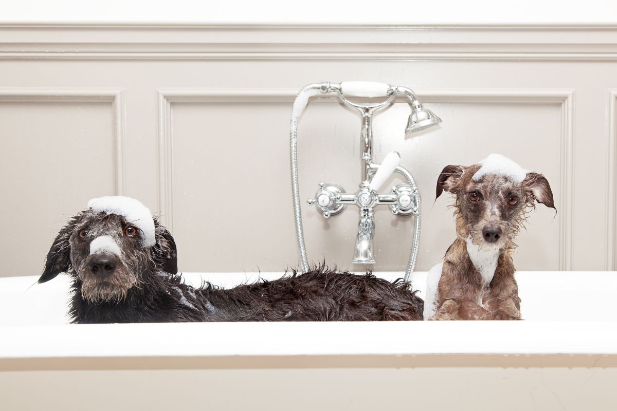 Two wet dogs with shampoo