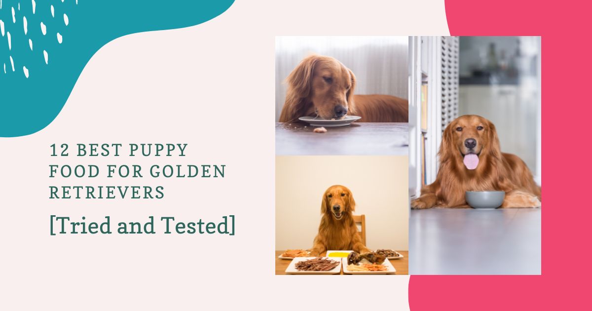 best puppy food for golden retrievers