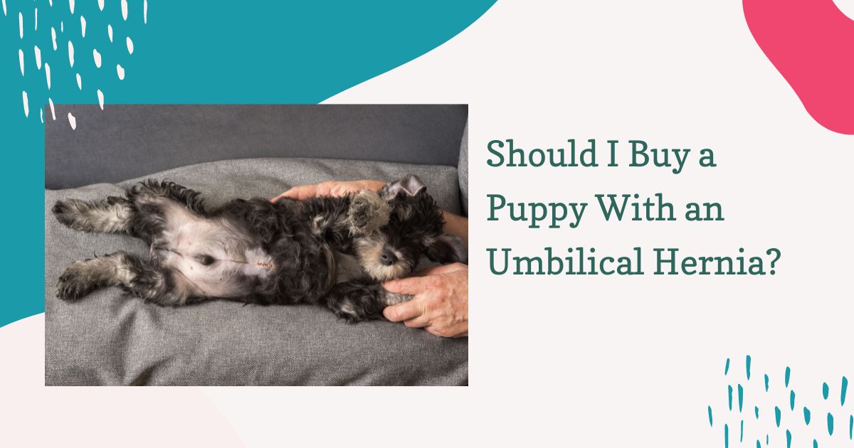 should i buy a puppy with an umbilical hernia