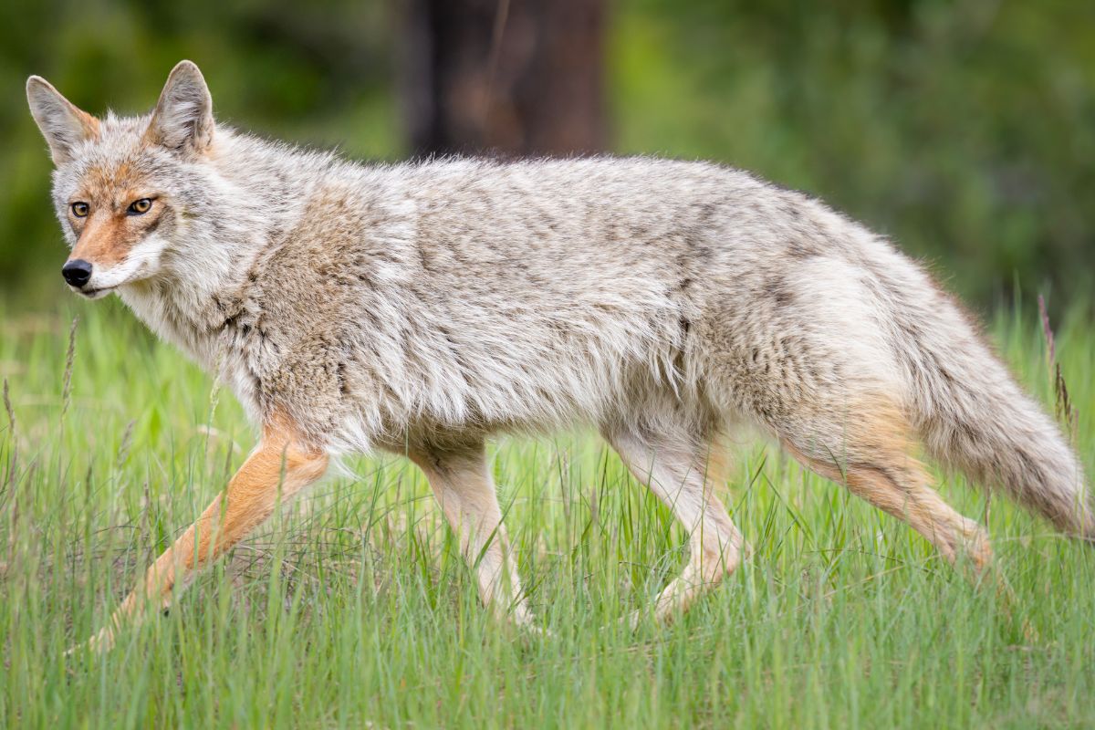 Coyote in the grass