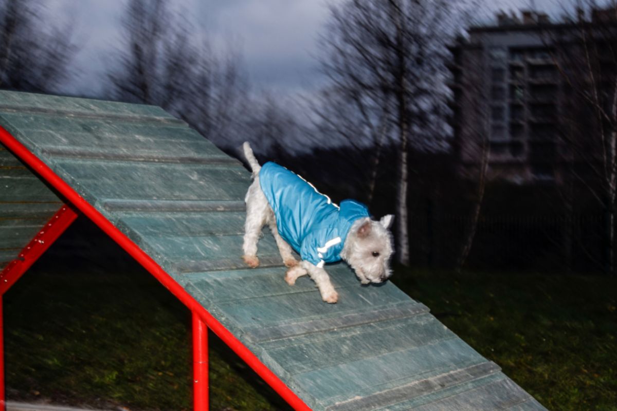Dog going down the ramp