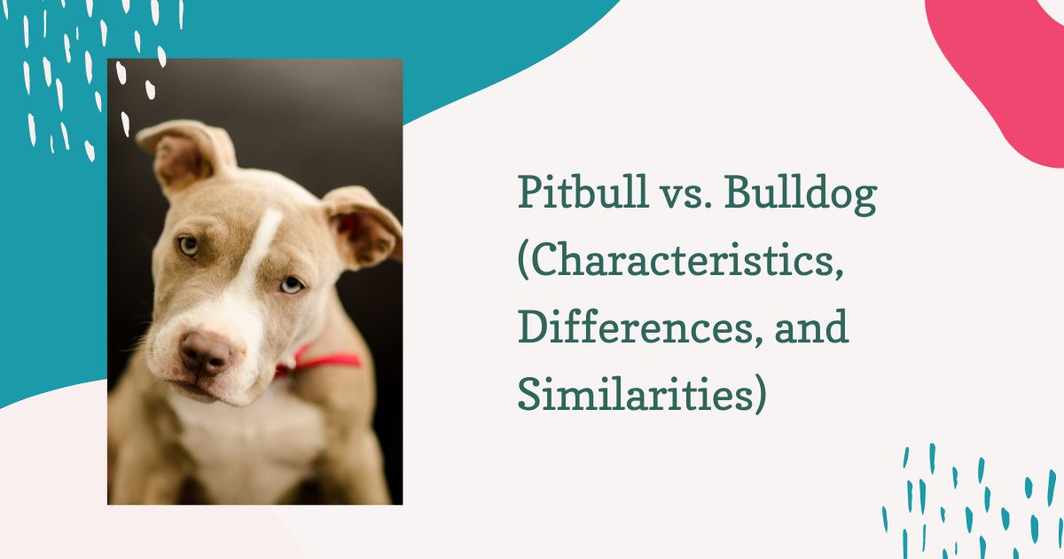 Pitbull vs. Bulldog