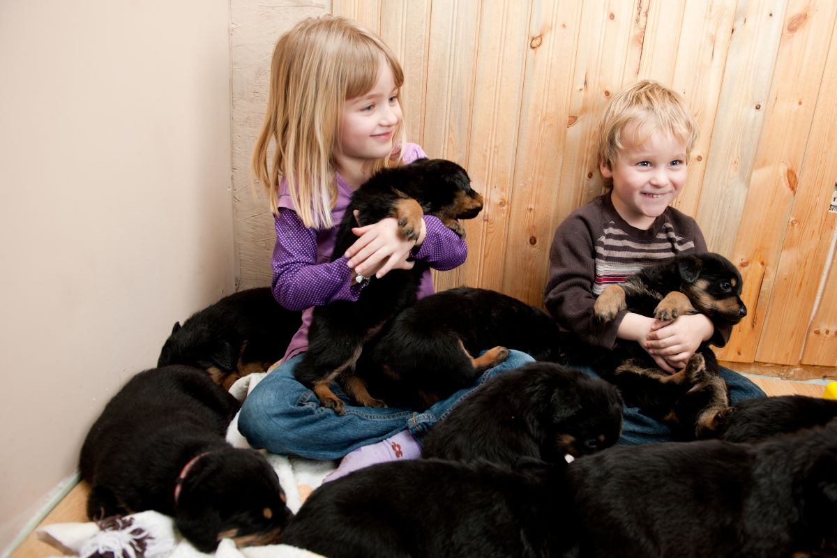 Rottweiler puppies and kids