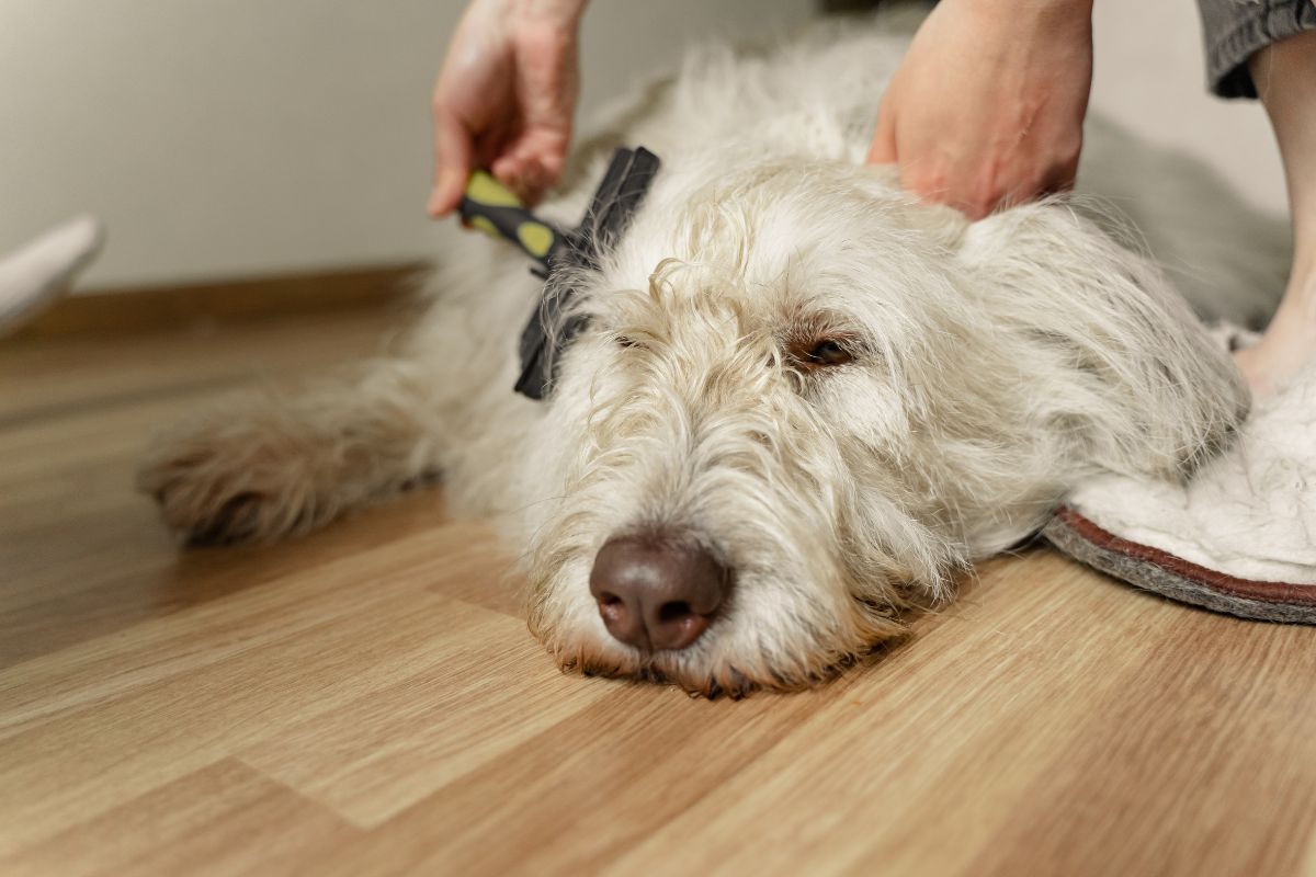 A person brushing a white dog
