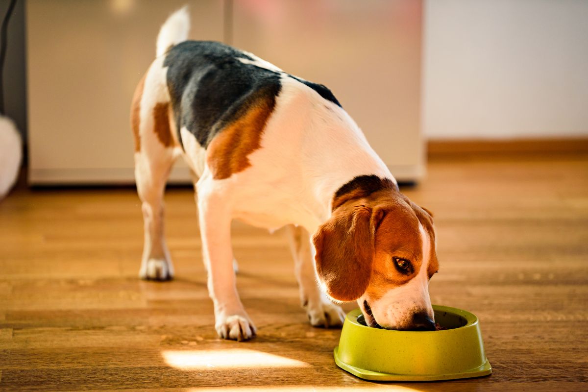 Beagle Eating Canned Food