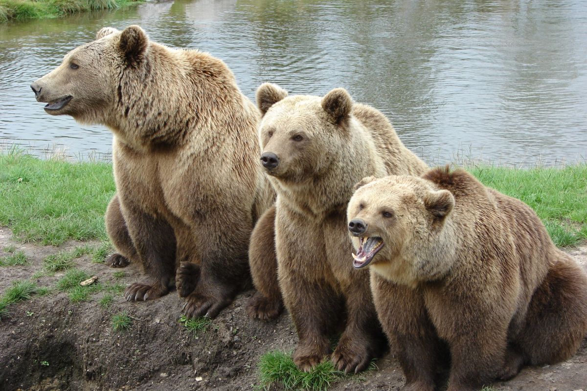 Bears in a park