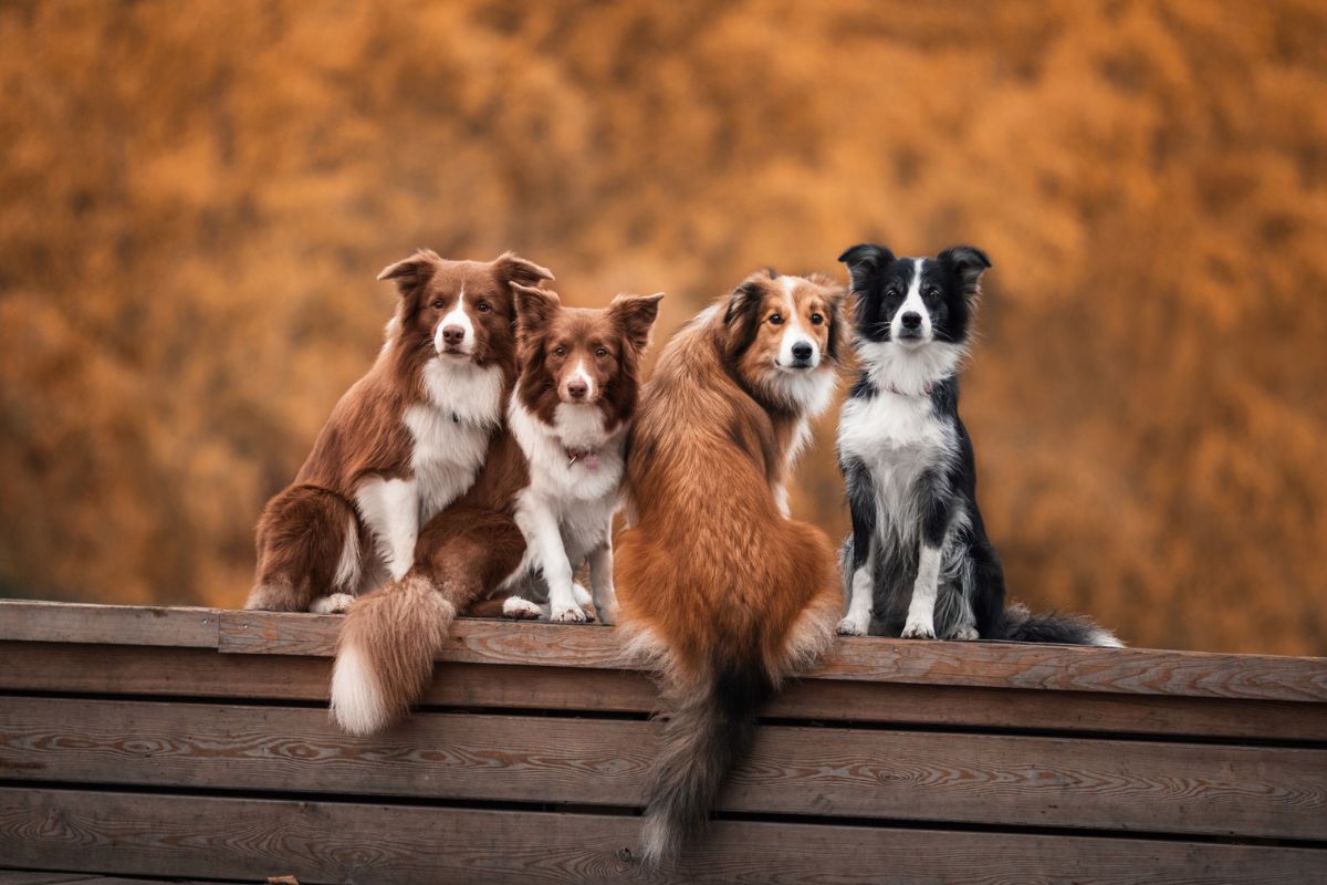 Dogs on wooden surface
