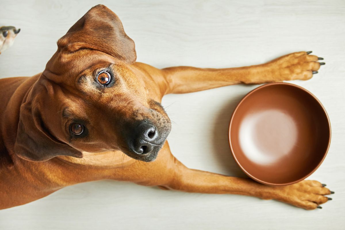 Hungry brown dog with empty bowl