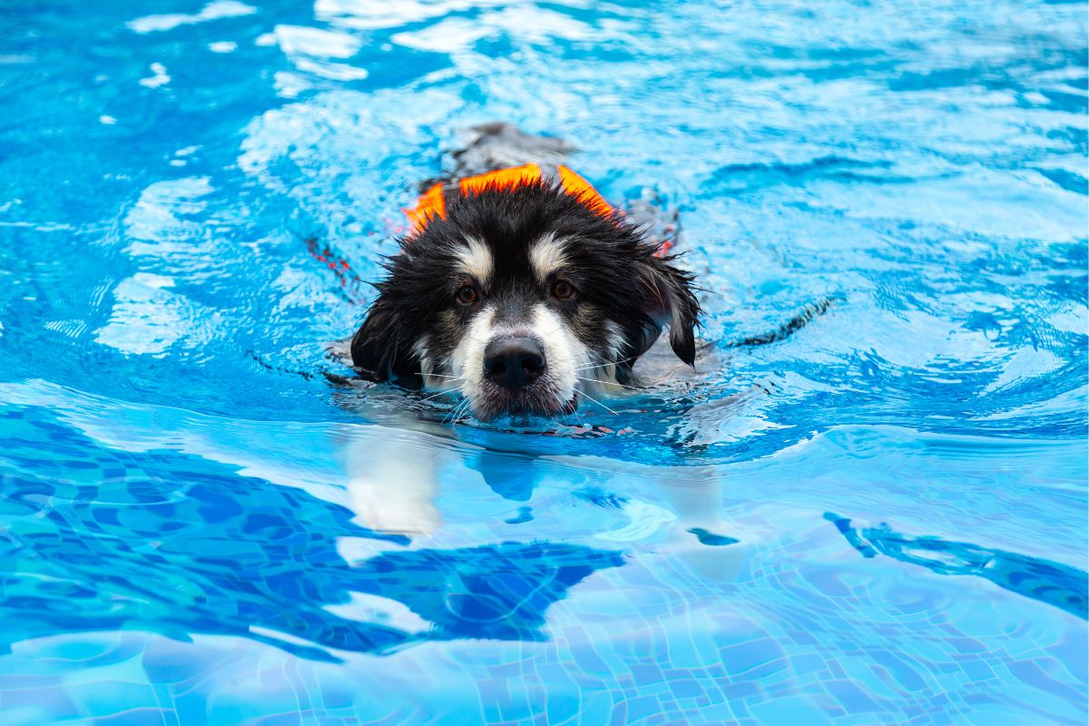Swimming dog in the pool