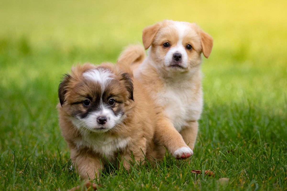 Two cute puppies in the grass