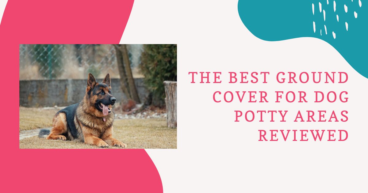 best ground cover for dog potty area