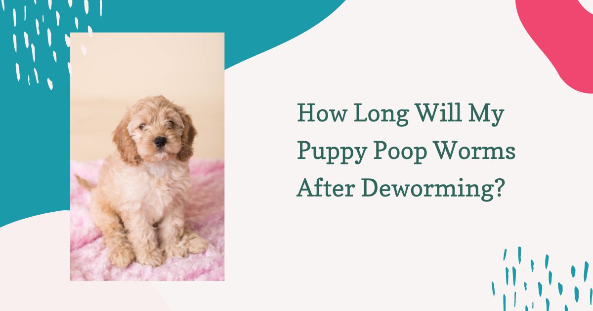 how long will my puppy poop worms after deworming