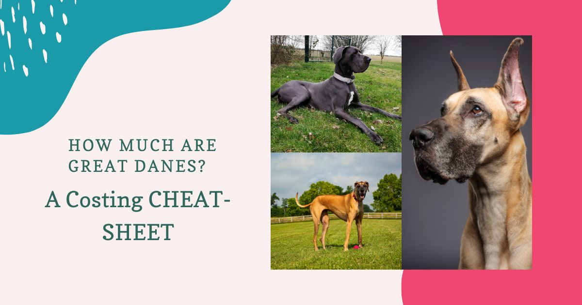 how much are great danes