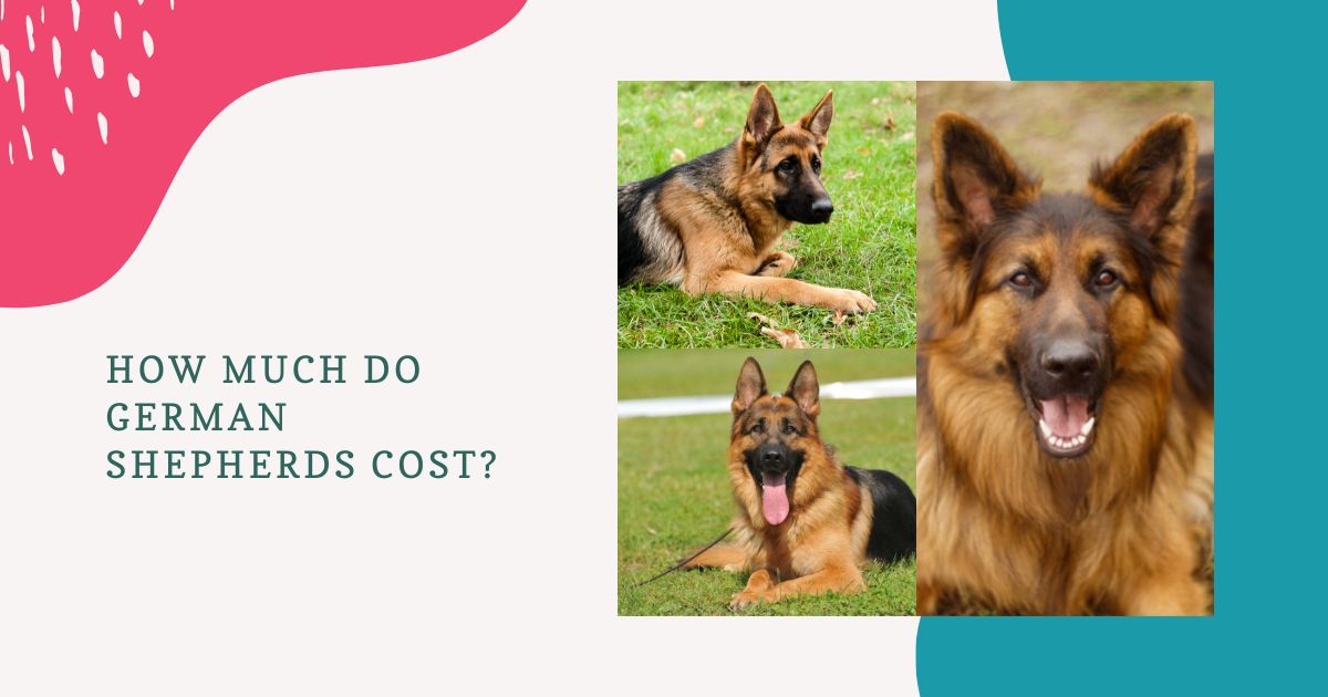 how much do german shepherds cost