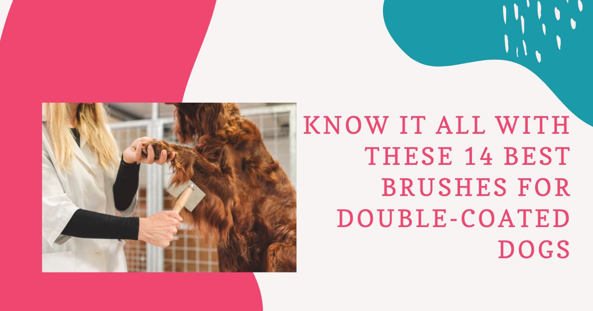 Best Brushes For Double-Coated Dogs