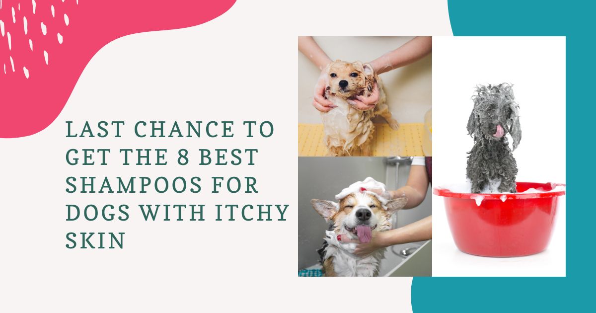 Best Shampoos For Dogs With Itchy Skin