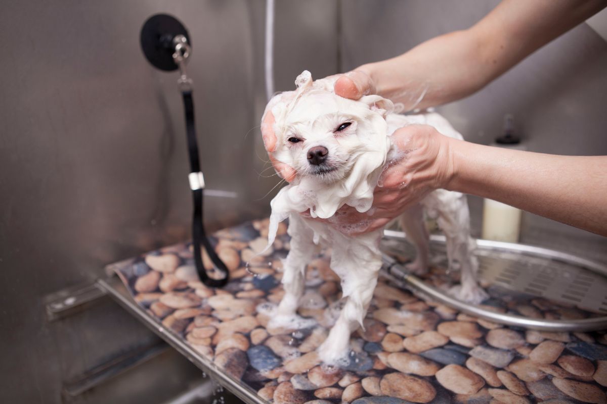 Dog groomer washing pomeranian